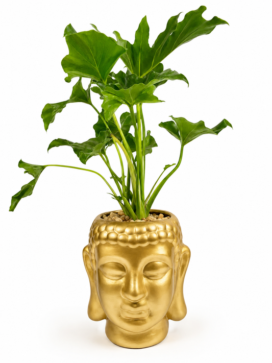 Buda