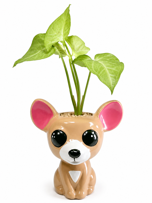 Perro Chihuahua