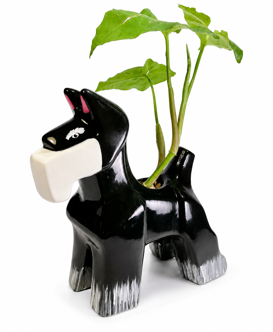 PERRO SCHNAUZER